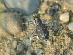Cicindela tranquebarica