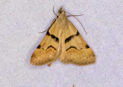 Hemeroplanis incusalis