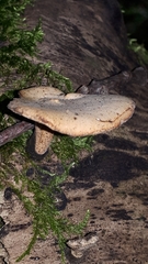 Cerioporus leptocephalus