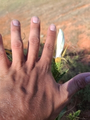 Mentzelia decapetala