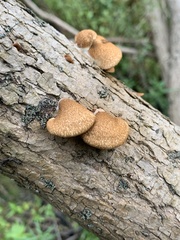 Crepidotus calolepis