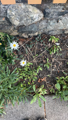 Leucanthemum maximum