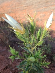 Mentzelia decapetala