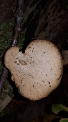 Cerioporus leptocephalus