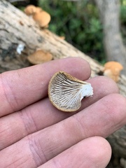 Crepidotus calolepis