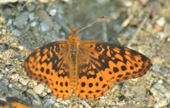 Boloria bellona