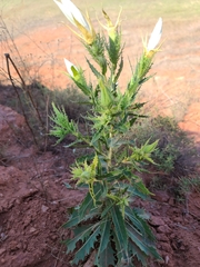 Mentzelia decapetala