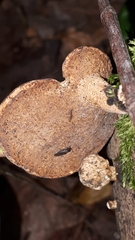 Cerioporus leptocephalus