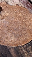 Cerioporus leptocephalus