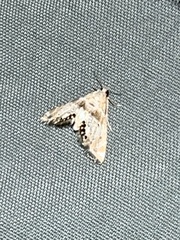 Petrophila fulicalis