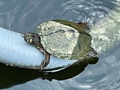 Graptemys ouachitensis