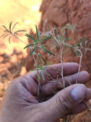 Calylophus