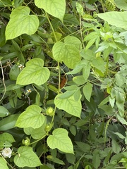 Passiflora vesicaria