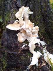 Lyophyllum decastes