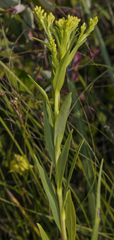 Solidago ohioensis