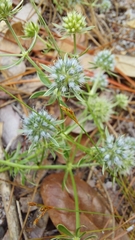 Eryngium aromaticum
