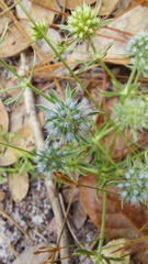 Eryngium aromaticum