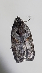 Acleris celiana