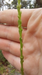 Liatrinae