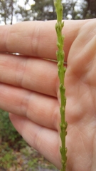 Liatrinae