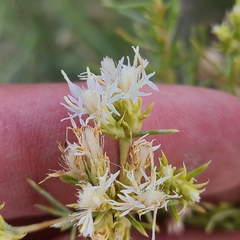 Ericameria albida