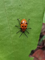Lemini