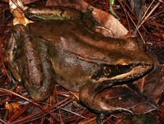 Lithobates maculatus
