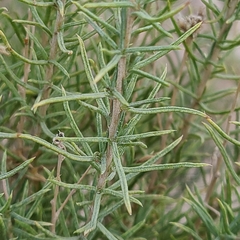 Ericameria albida