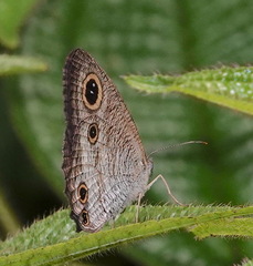 Ypthima pandocus