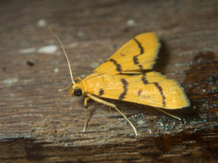 Dichocrocis