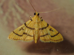 Dichocrocis