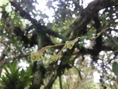 Epidendrum schlimii