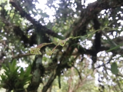 Epidendrum schlimii