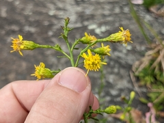 Solidago simplex