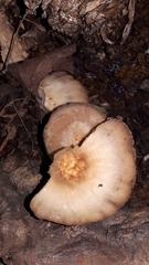 Pholiota granulosa