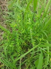 Euphorbia spathulata