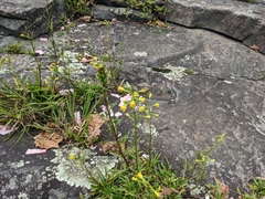 Solidago simplex