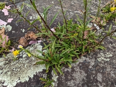 Solidago simplex