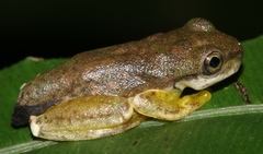 Ptychohyla hypomykter