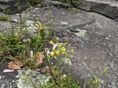 Solidago simplex