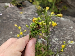 Solidago simplex