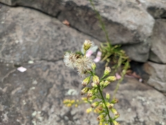 Solidago simplex