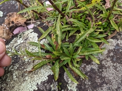 Solidago simplex