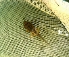 Fejervarya cancrivora