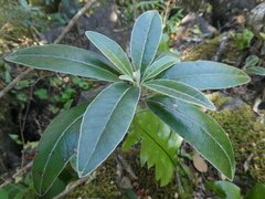 Brachyglottis laxifolia