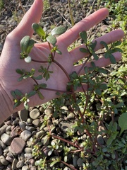 Portulaca
