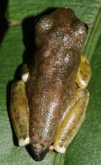 Ptychohyla hypomykter