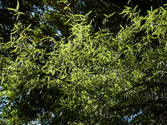 Coprosma linariifolia
