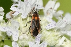 Ochrimnus lineoloides