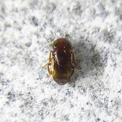 Encyrtidae